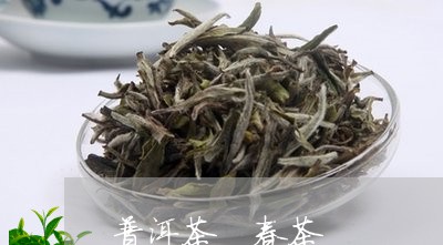 普洱茶 春茶/2023042866661